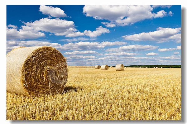 燃氣鍋爐采用濕背式爐體結構有什么優勢？