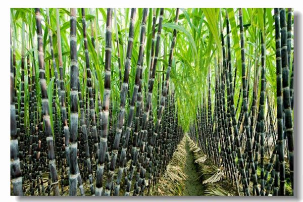 燃氣鍋爐運行前為什么要進行水壓試驗?