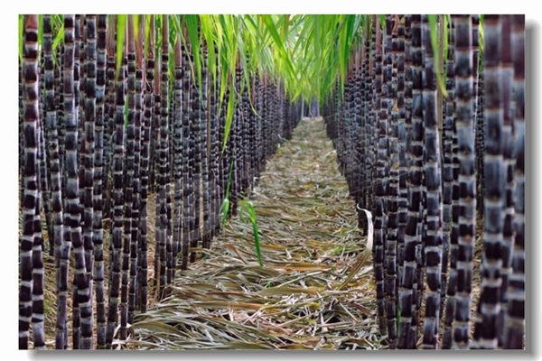 循環流化床鍋爐的基本特點是什么？