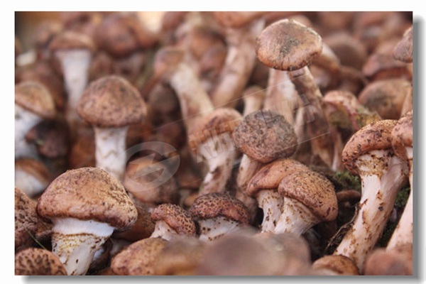 燃?xì)忮仩t的效率怎么計(jì)算？