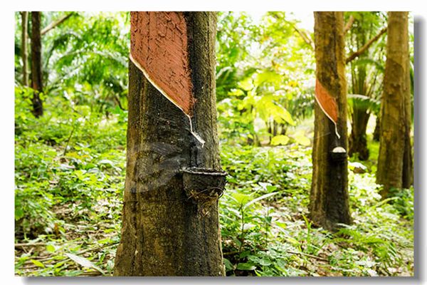 生物質顆粒鍋爐多少錢？